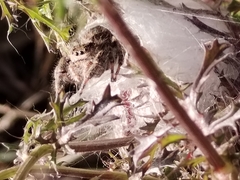 Phidippus octopunctatus