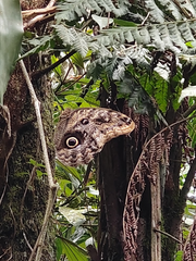 Caligo beltrao