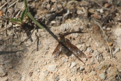 Bombyliidae