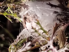 Phidippus octopunctatus