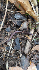 Lumbricus terrestris