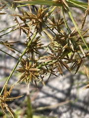 Cyperus haspan