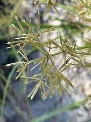 Cyperus haspan