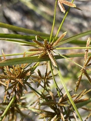 Cyperus haspan