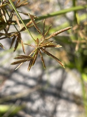 Cyperus haspan