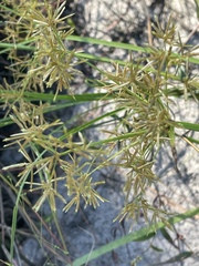 Cyperus haspan