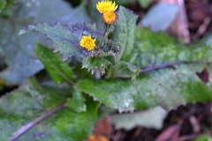 Sonchus oleraceus