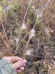 Andropogon