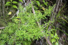 Kunzea ericoides