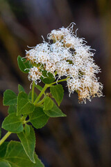 Ageratina herbacea