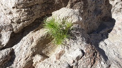 Peucephyllum schottii