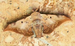 Mustilizans hepatica