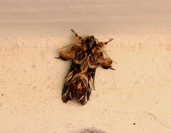 Callopistria repleta