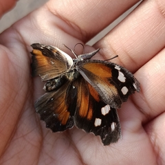 Libytheana carinenta mexicana
