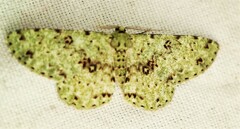 Ophthalmitis