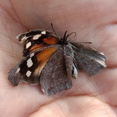 Libytheana carinenta mexicana