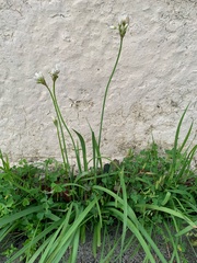 Nothoscordum