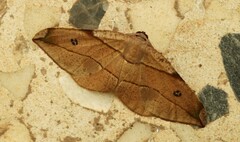 Hypochrosis abstractaria
