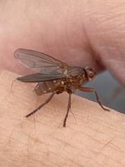 Lutomyia spurca