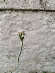 Nothoscordum