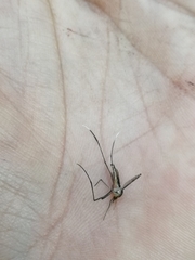 Culicinae