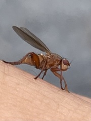 Lutomyia spurca
