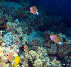 Pycnochromis pacifica