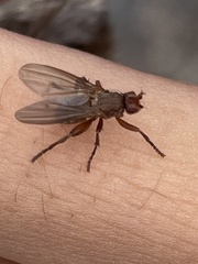 Lutomyia spurca