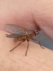 Lutomyia spurca