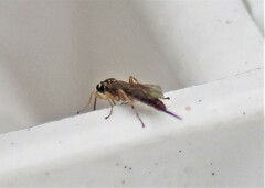 Tromatobia lineatoria