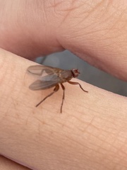 Lutomyia spurca