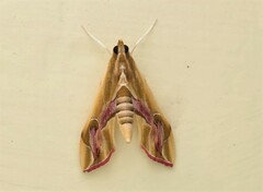 Agathodes ostentalis