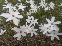 Narcissus deficiens