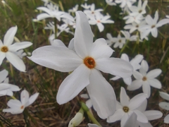 Narcissus deficiens