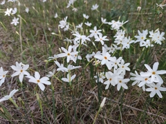 Narcissus deficiens