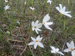 Narcissus deficiens