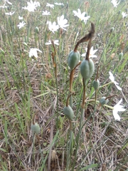 Narcissus deficiens
