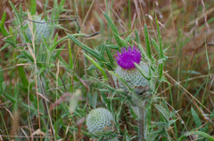 Cirsium odontolepis
