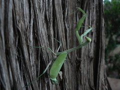 Stagmomantis limbata