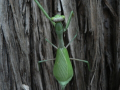Stagmomantis limbata