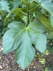 Ficus carica