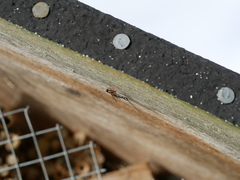 Ephialtes manifestator