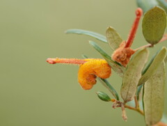 Grevillea chrysophaea