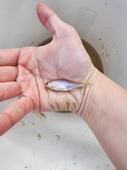 Cyprinella lutrensis