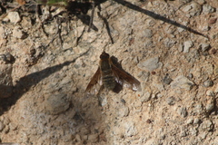 Bombyliidae