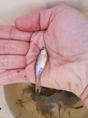 Cyprinella lutrensis