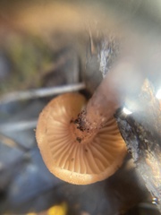 Laccaria laccata