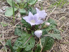 Mandragora autumnalis