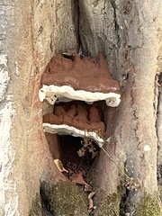 Fungi