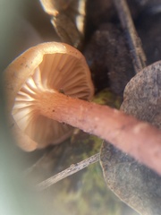 Laccaria laccata
